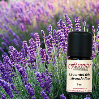 Lavendel-fein Bio 5 ml (Florentia) - Wohlfühlprodukte