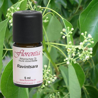 Ravintsara Bio 5 ml - Wohlfühlprodukte