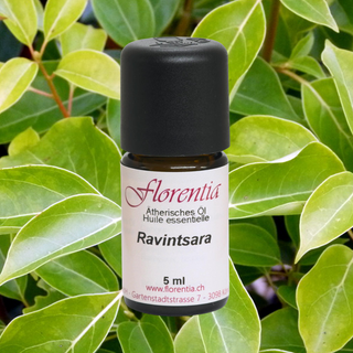 Ravintsara Bio 5 ml - Wohlfühlprodukte