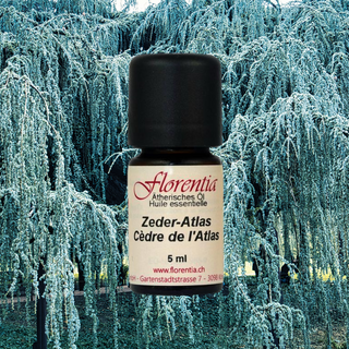 Zeder-Atlas Bio 5 ml - Wohlfühlprodukte