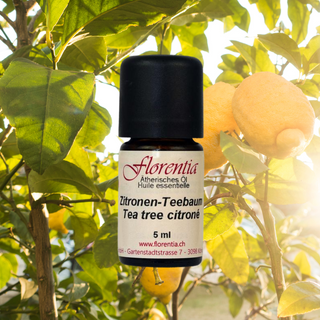 Zitronen-Teebaum wild 5 ml - Wohlfühlprodukte
