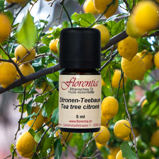 Zitronen-Teebaum wild 5 ml - Wohlfühlprodukte